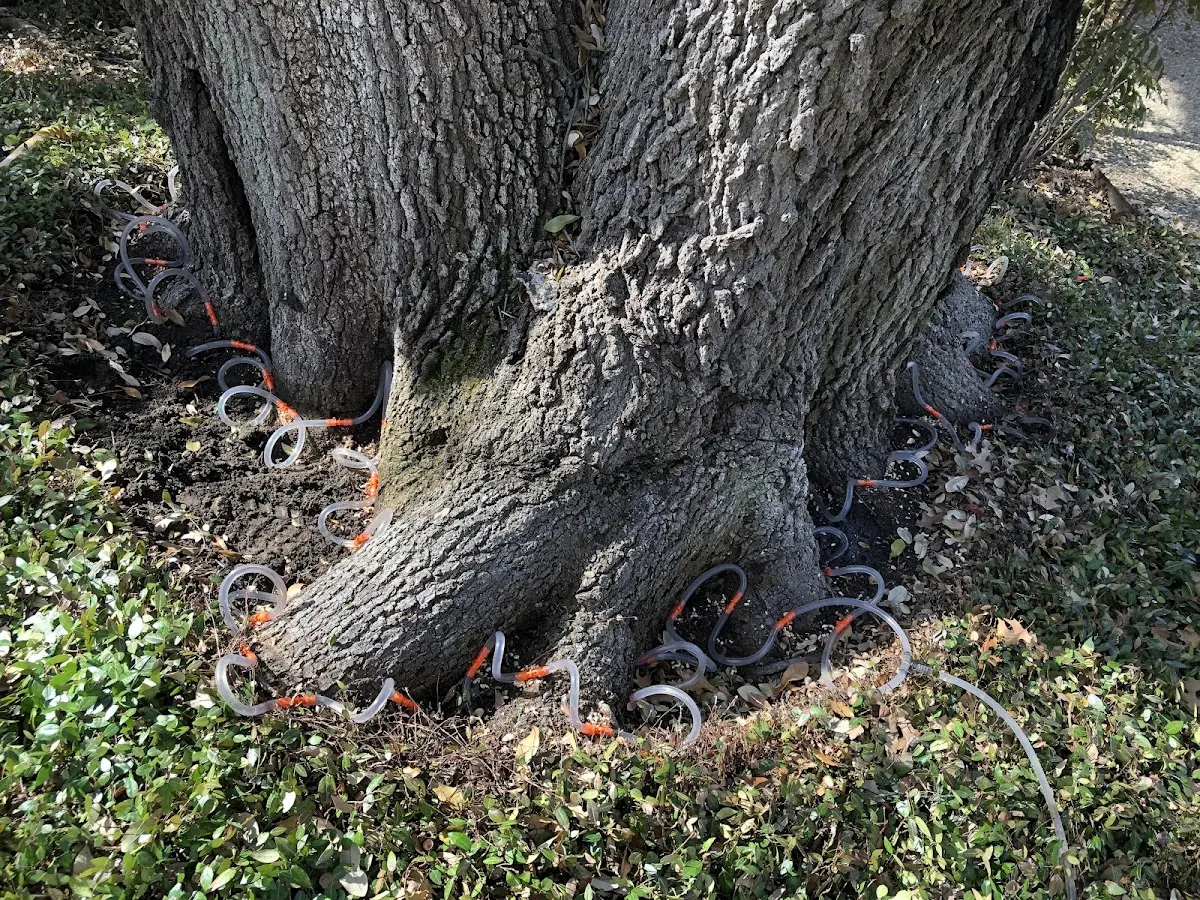 Detailed Tree Cabling and Bracing job site in Cliffwood