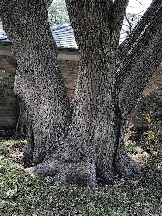 Mature heritage tree close to a Cliffwood property cared for by certified arborists